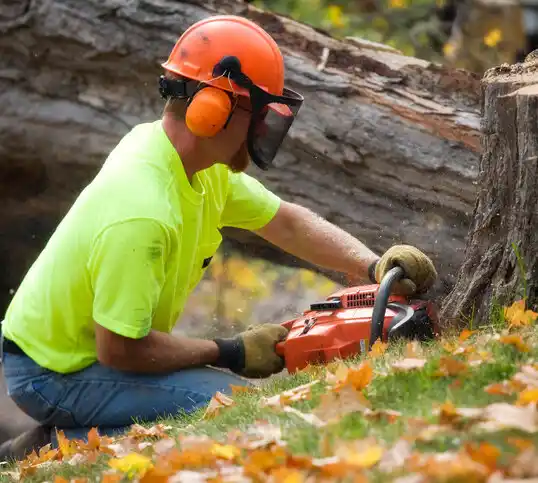 tree services Depew